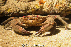 Velvet swimming crabs really do have red eyes! shot of Ly... by Ian Johnston 